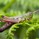 Facts about grasshoppers