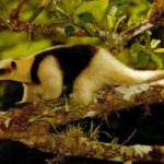 How long do anteaters live ?