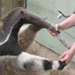 Facts about anteaters
