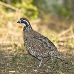 How long do quail live ?