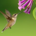 Hummingbirds - information