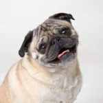 Facts about pugs