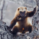 Facts about wolverines