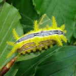 How long do caterpillars live ?