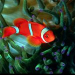 Facts about clownfish