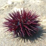 Facts about sea urchins