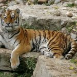 Siberian Tigers - information