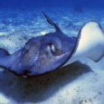 Facts about stingrays