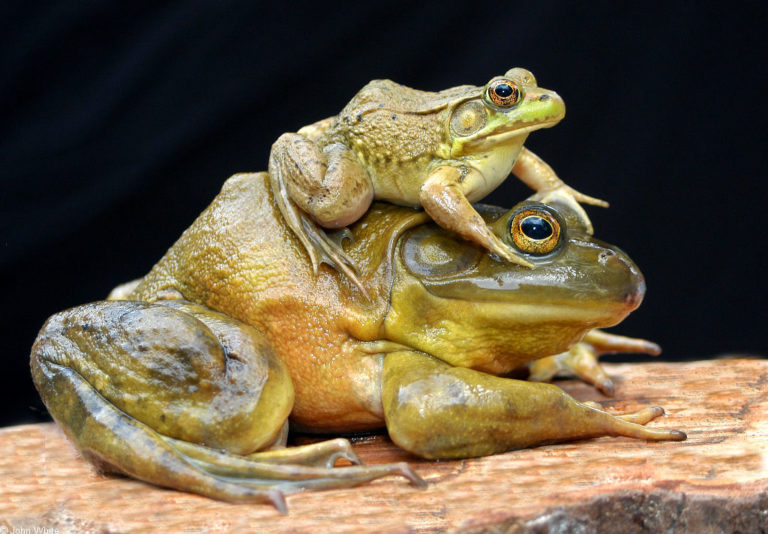 How long do bullfrogs live