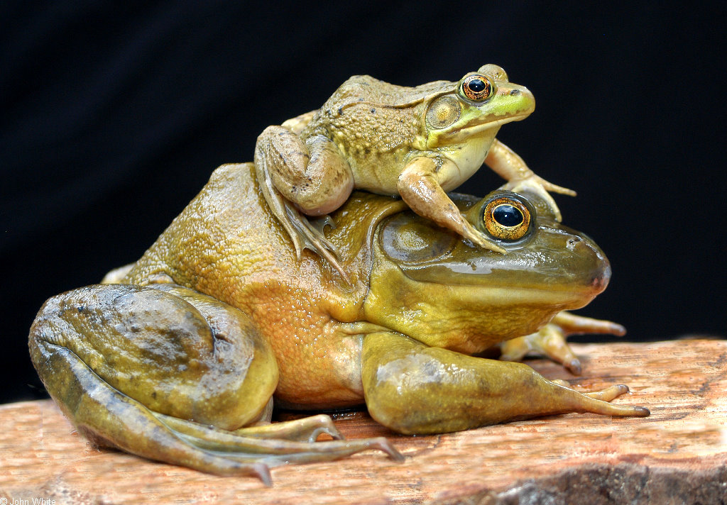 How Long Do Bullfrogs Live