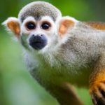 How long do squirrel monkeys live ?