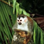 Squirrel monkeys - information