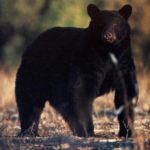How long do black bears live ?