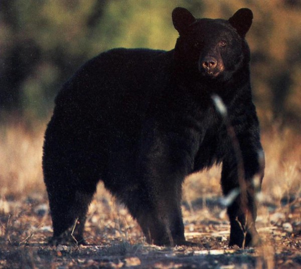 Сколько живут медведи черные. Where bears live