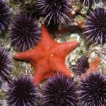 Sea urchins - information