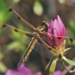 Facts about dragonflies