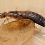Facts about earwigs