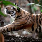 Bengal tigers - information