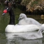 What is a male swan called ?