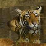 How long do Bengal tigers live ?