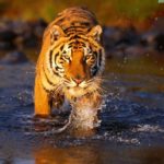 Facts about Bengal tigers