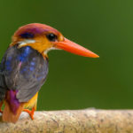 Facts about kingfishers