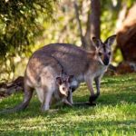 How tall are kangaroos ?