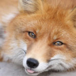 Are foxes canines ?