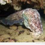 How long do cuttlefish live ?