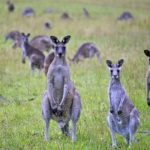 What is a group of kangaroos called ?
