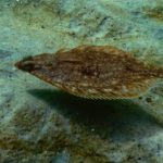How long do flounder live ?