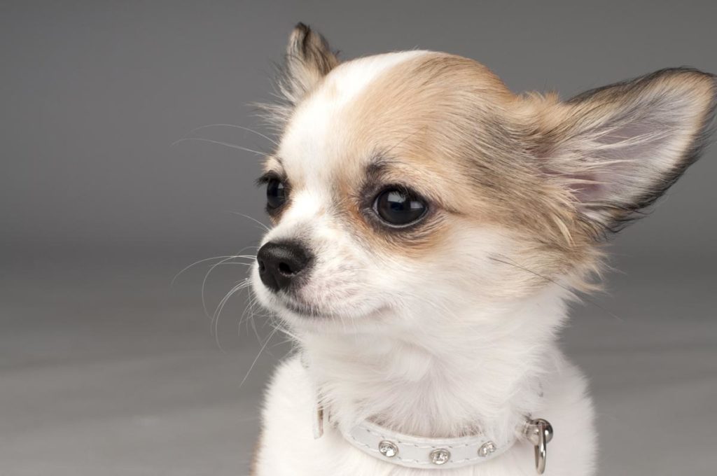 facts-about-chihuahuas