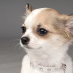 Facts about chihuahuas