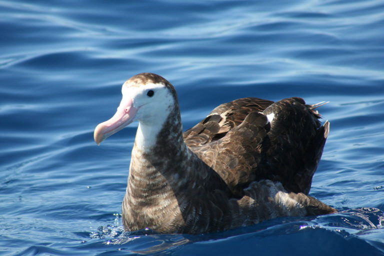 How long do albatross live