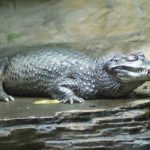 Facts about caimans