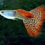 How long do guppies live ?