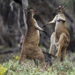 How many kangaroos in Australia ?