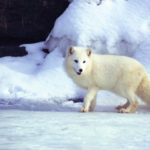 Facts about arctic foxes