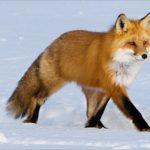 Will a fox attack a dog ?
