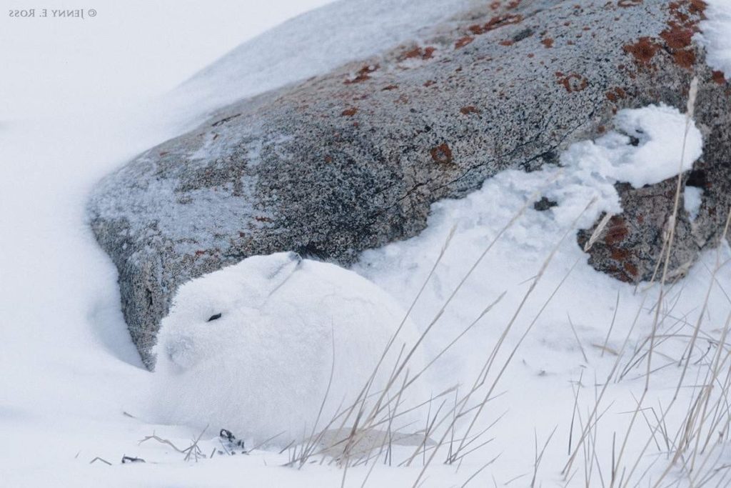 5 Fun Facts About Arctic Hares 5 Fun Facts About Arctic Hares