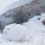 Arctic hares - information