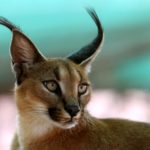 How long do caracals live ?