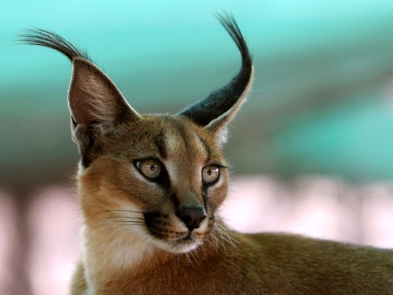 How long do caracals live