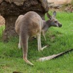 What does kangaroo mean ?