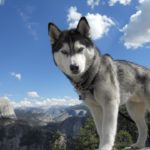Siberian huskies - information