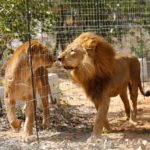 Lions in Captivity