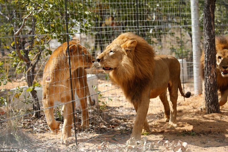 lions-in-captivity