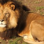 How do lions communicate ?