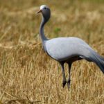 How long do cranes live ?