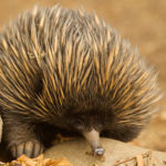 Facts about echidnas